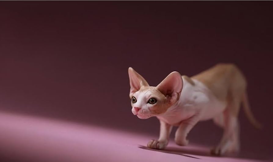 Amazon.com: Mr.Z Studio 1:6 Scale Canadian Hairless Figure